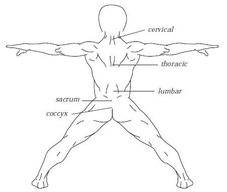 Human body - back view