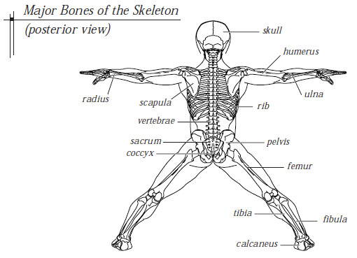 Major Bones In The Human Body Diagram - The bones - Canadian Cancer