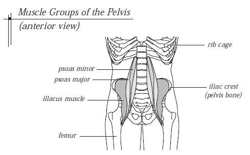 pelvis muscles